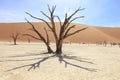 Tree in the desert at Sossusvlei Namibia Royalty Free Stock Photo