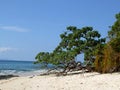 Tree on a deserted beach Royalty Free Stock Photo