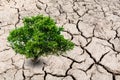 A tree on desolate land. Tree on dry earth, ecology disaster Royalty Free Stock Photo