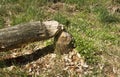 A tree destroyed by beavers Royalty Free Stock Photo