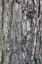 Tree, detail of the cortex, Scotch Pine