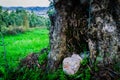 Tree Detail In Natural Environment