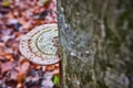 Tree detail of single mushroom fungi shelf