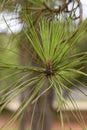 Details of the tree leaf, pine leaf