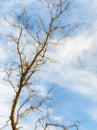 Tree devoid of leaves and sky