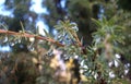 Tree with dew drops