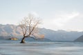 Tree on lake wanaka. Royalty Free Stock Photo