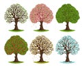 Tree in different seasons. Spring blooming, summer green, autumn falling leaves and winter seasonal trees vector Royalty Free Stock Photo