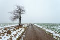 Tree by the dirt road, foggy winter day Royalty Free Stock Photo