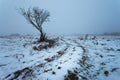 A tree by a dirt road, a view on a foggy winter day Royalty Free Stock Photo