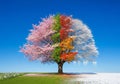 Tree divided into four sections representing different seasons Royalty Free Stock Photo
