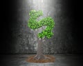 Tree with dollar sign shape leaves, dirty concrete wall Royalty Free Stock Photo