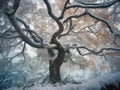 Tree double exposure with winter snow scene