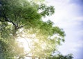 Tree with dramatic blue sky Royalty Free Stock Photo