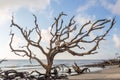 Tree at Driftwood Beach, Jekyll Island, Georgia