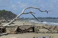 Tree and driftwood laying on a beach
