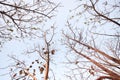 A tree dropping old leaves