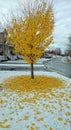 Tree dropping yellow leaves onto snow