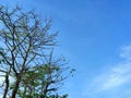 Tree with dry branches and bright blue sky background Royalty Free Stock Photo