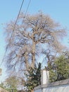 Tree in dry due to water lonelyness tree Royalty Free Stock Photo