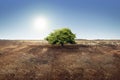 Tree on dry land effect of changing environment Royalty Free Stock Photo