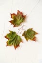 Tree dry maple leaves on white background Royalty Free Stock Photo