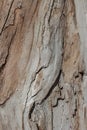 Tree dry old surface texture without bark macro Royalty Free Stock Photo