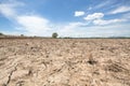 The tree in dry rice field after harvest with blue sky background at lampoon thailand in noon sun light Royalty Free Stock Photo