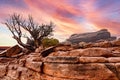 Tree and dry vegetation on a rock in the western region of the Grand Canyon of the Colorado, under an orange sky at sunset. Royalty Free Stock Photo