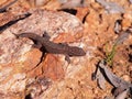 Tree Dtella Gecko Gehyra variegata in the morning sun in the outback Royalty Free Stock Photo