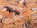 Tree Dtella Gecko Gehyra variegata in the morning sun on a rock Royalty Free Stock Photo