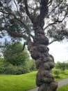 Tree in Dublin Botanical Park