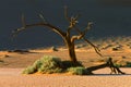 Tree and dune