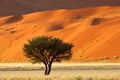 Tree, dune and grass landscape