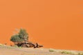 Tree and dune landscape near Sossusvlei, Namibia Royalty Free Stock Photo