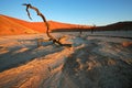 Tree and dune, Sossusvlei, Namibia Royalty Free Stock Photo