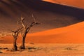 Tree and dune, Sossusvlei, Namibia Royalty Free Stock Photo