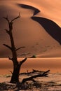 Tree and dune, Sossusvlei, Namibia Royalty Free Stock Photo