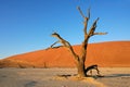 Tree and dune, Sossusvlei, Namibia Royalty Free Stock Photo