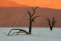 Tree and dune, Sossusvlei, Namibia Royalty Free Stock Photo