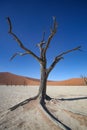Tree and dune, Sossusvlei, Namibia Royalty Free Stock Photo