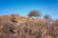 Tree on a dune top formed by the wind Royalty Free Stock Photo