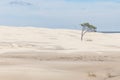 Tree on the dunes at Lagoa do Peixe National Park Royalty Free Stock Photo