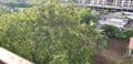 Tree at Dusk Bloomed after Rain