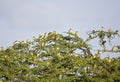 Tree-dwelling bird flock in Tanzania, artistic, time, space, future, nature
