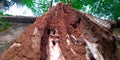 Tree is dying by Termite Damage , The pest destroying the body of tree , The tree is still alive with termite mound .