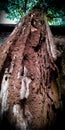 Tree is dying by Termite Damage , The pest destroying the body of tree , The tree is still alive with termite mound .