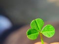 Tree eaf clover on gray background. Lucky concept with green plant in summer