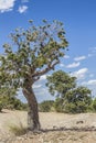 tree at eagle canyon, Utah Royalty Free Stock Photo