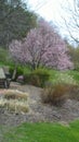 Tree in early bloom Royalty Free Stock Photo